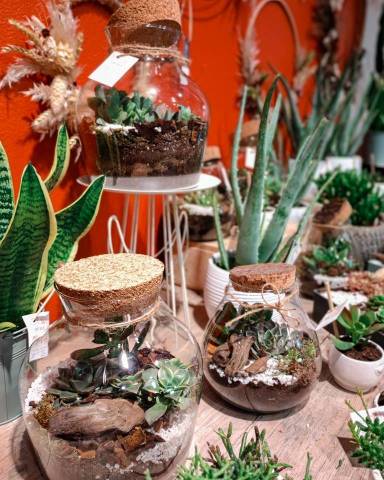 Terrarium