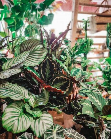 Plante Verte Intrieur