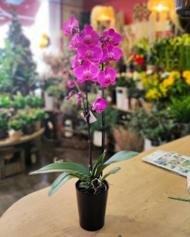 Orchide Rose