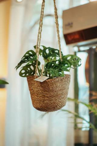 Plante Verte Suspendue